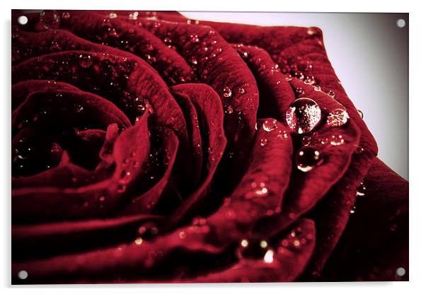 Rose Drops Acrylic by zoe jenkins