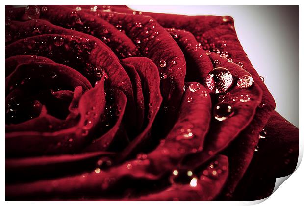 Rose Drops Print by zoe jenkins