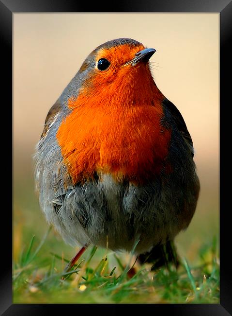 Robin Framed Print by Macrae Images