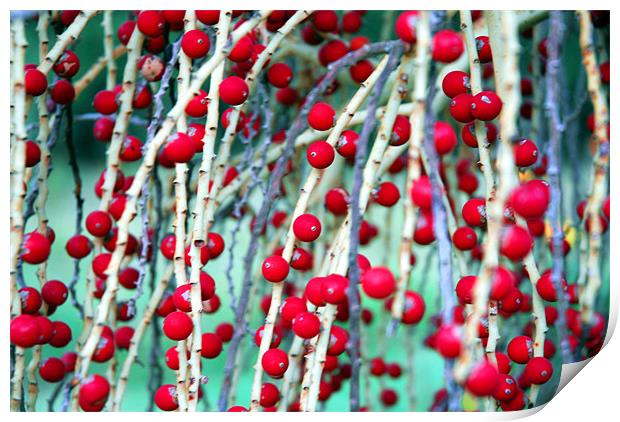 Red Berries 2 Print by Lisa Shotton