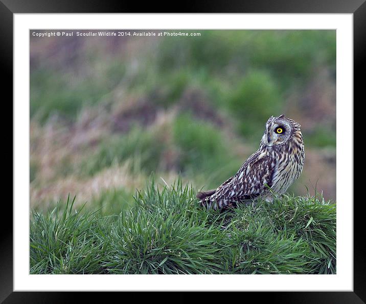 Short Eared Owl alert. Framed Mounted Print by Paul Scoullar