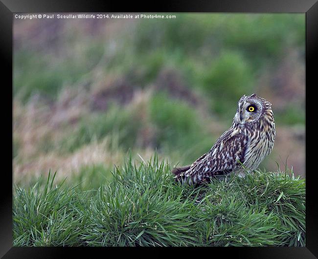 Short Eared Owl alert. Framed Print by Paul Scoullar