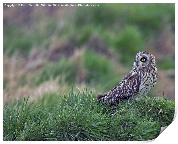 Short Eared Owl alert. Print by Paul Scoullar