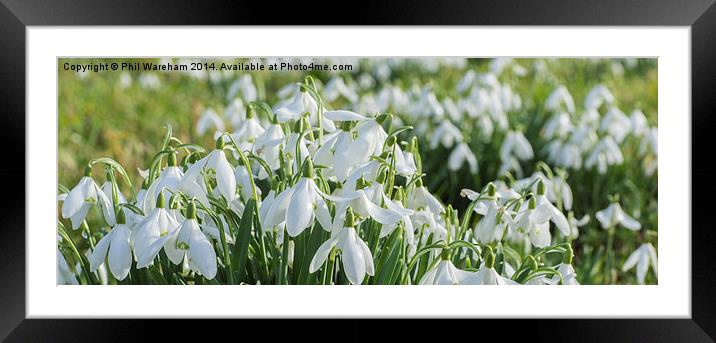 Snowdrops Framed Mounted Print by Phil Wareham