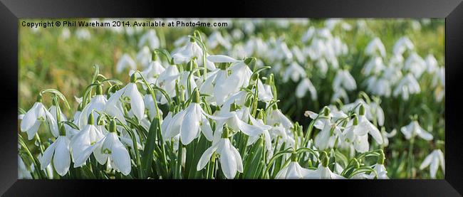 Snowdrops Framed Print by Phil Wareham