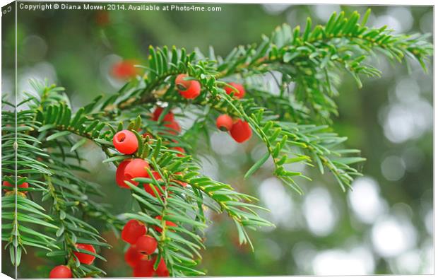 Yew berries Canvas Print by Diana Mower
