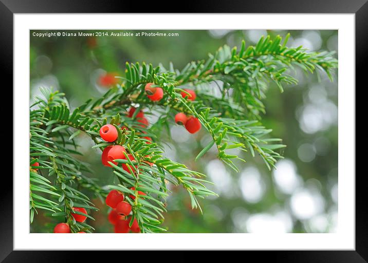Yew berries Framed Mounted Print by Diana Mower