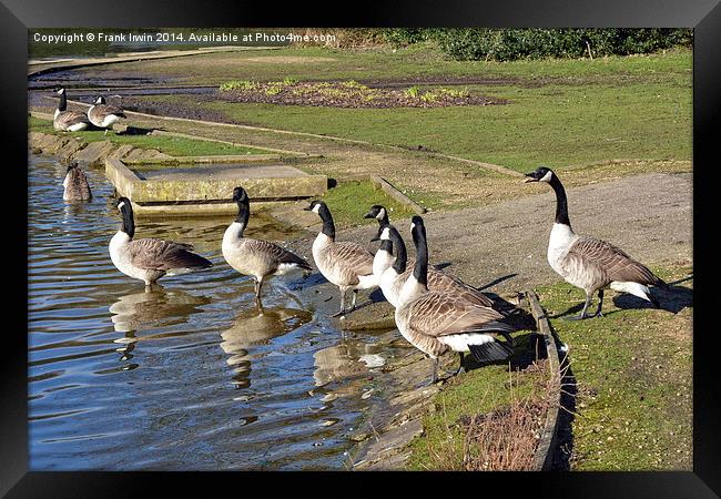 Geese enyjoying winter sunshine Framed Print by Frank Irwin