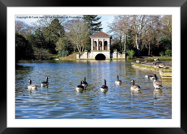Geese swimming, Boat House in the background Framed Mounted Print by Frank Irwin