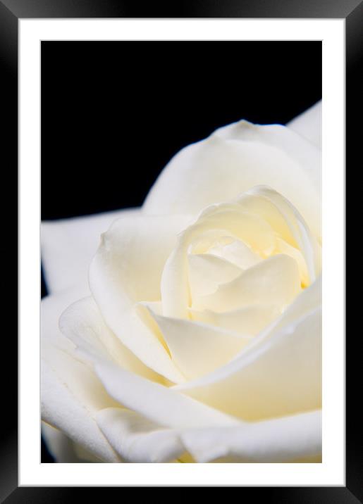 Soft white rose Framed Mounted Print by Eddie Howland