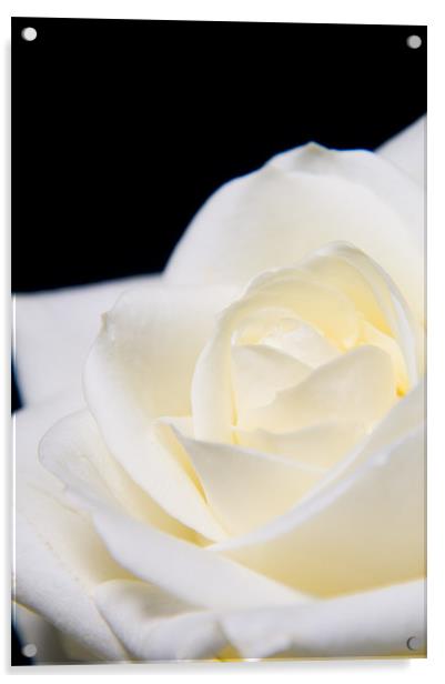 Soft white rose Acrylic by Eddie Howland