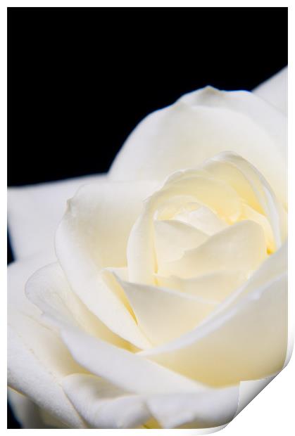 Soft white rose Print by Eddie Howland