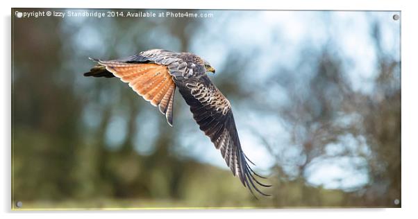 Red Kite wild bird Acrylic by Izzy Standbridge