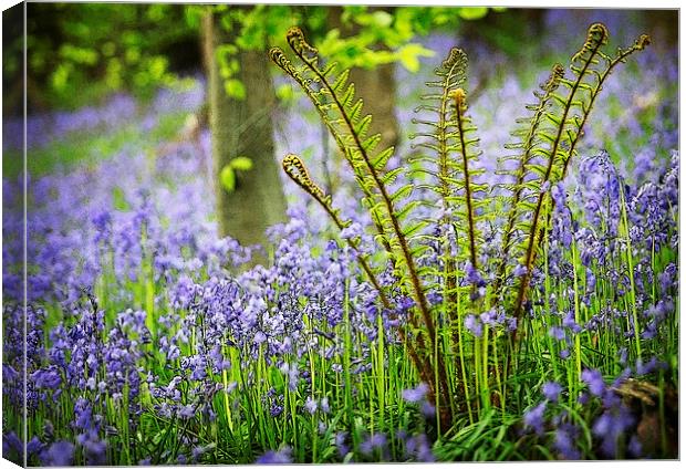 BLUEBELLS AND FERN Canvas Print by Anthony R Dudley (LRPS)