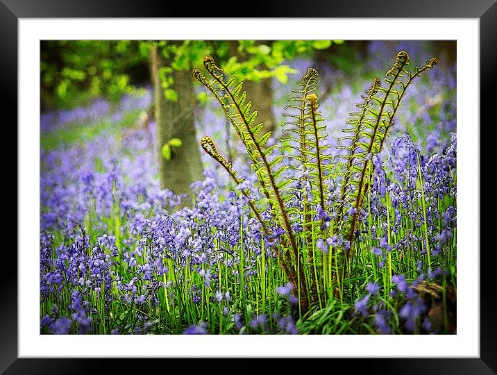BLUEBELLS AND FERN Framed Mounted Print by Anthony R Dudley (LRPS)