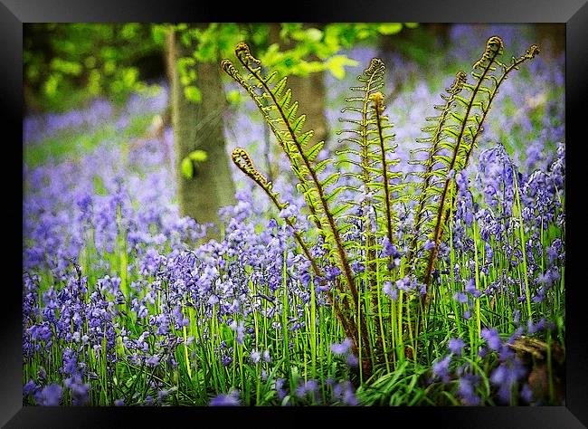 BLUEBELLS AND FERN Framed Print by Anthony R Dudley (LRPS)