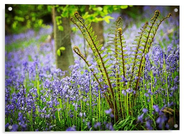BLUEBELLS AND FERN Acrylic by Anthony R Dudley (LRPS)