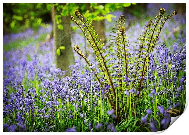BLUEBELLS AND FERN Print by Anthony R Dudley (LRPS)