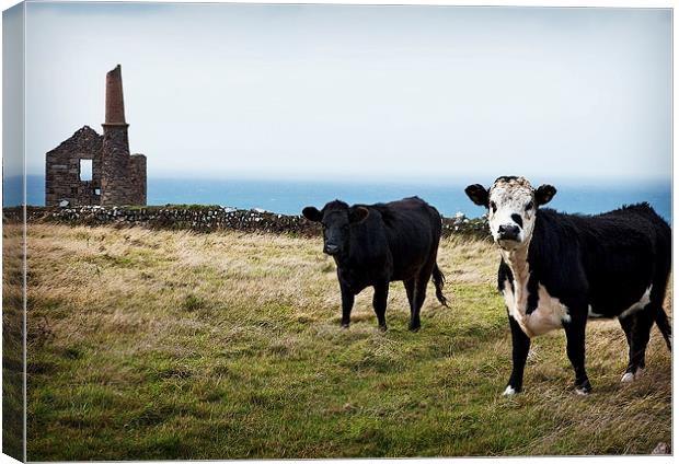CORNISH TIN MINE AND COWS Canvas Print by Anthony R Dudley (LRPS)