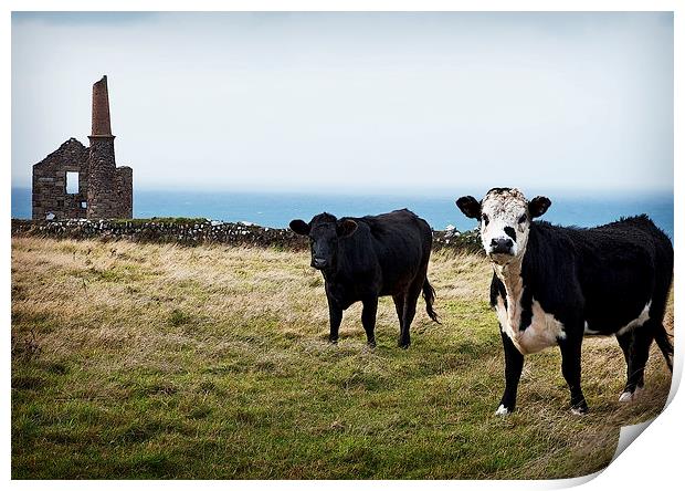 CORNISH TIN MINE AND COWS Print by Anthony R Dudley (LRPS)