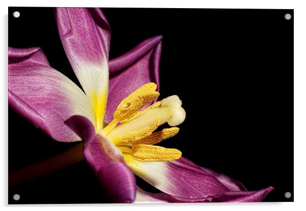 Tulip Centre Acrylic by Lady Debra Bowers L.R.P.S