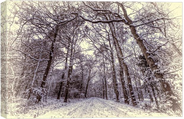 Winter Forest Path Canvas Print by Nigel Bangert