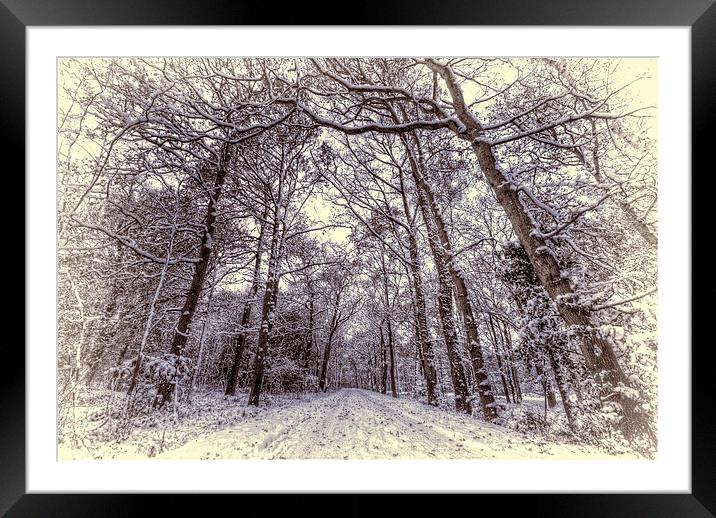 Winter Forest Path Framed Mounted Print by Nigel Bangert