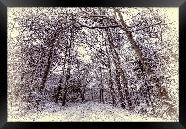 Winter Forest Path Framed Print by Nigel Bangert