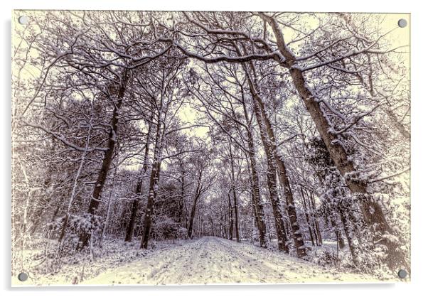 Winter Forest Path Acrylic by Nigel Bangert