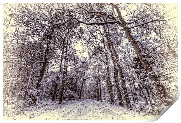 Winter Forest Path Print by Nigel Bangert