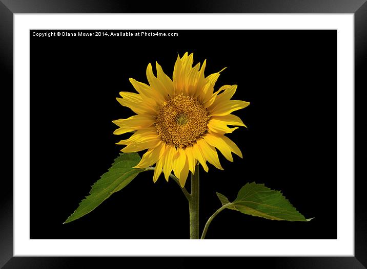 Sunflower Framed Mounted Print by Diana Mower