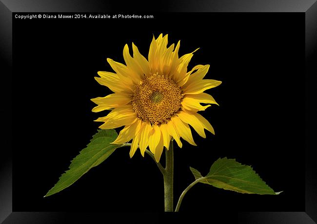 Sunflower Framed Print by Diana Mower