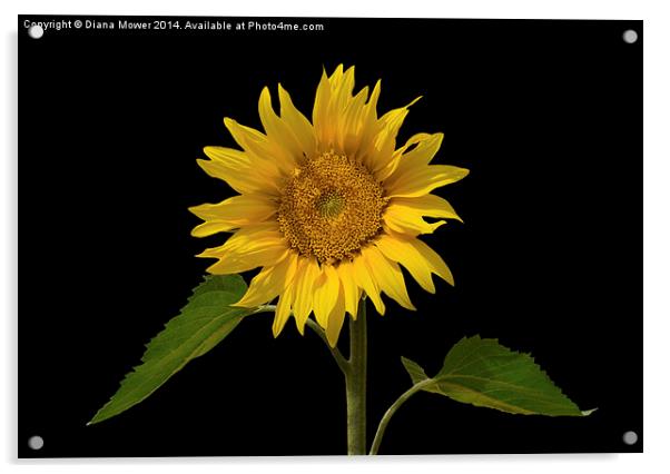 Sunflower Acrylic by Diana Mower