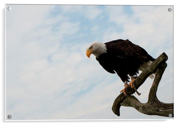 Bald Eagle Acrylic by Amy Lawson