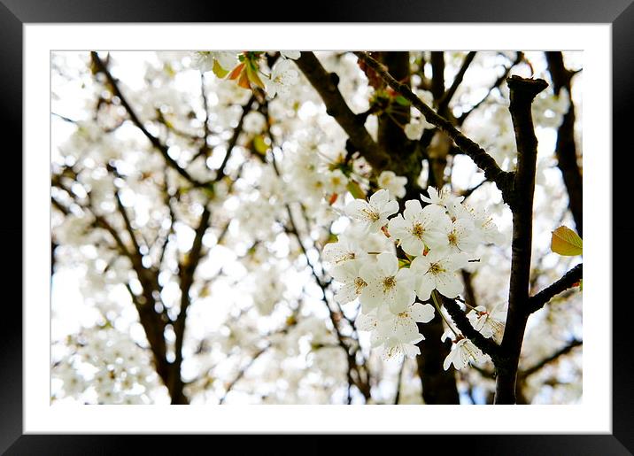 Blossom Tree Framed Mounted Print by Amy Lawson