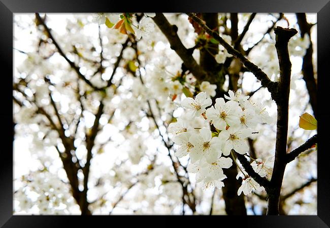 Blossom Tree Framed Print by Amy Lawson