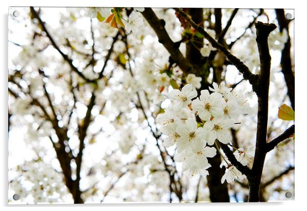 Blossom Tree Acrylic by Amy Lawson