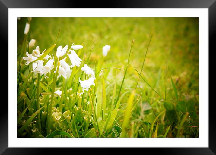 White-Bluebells in the Sun Framed Mounted Print by Amy Lawson