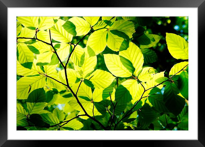 Green Leaves Framed Mounted Print by Amy Lawson