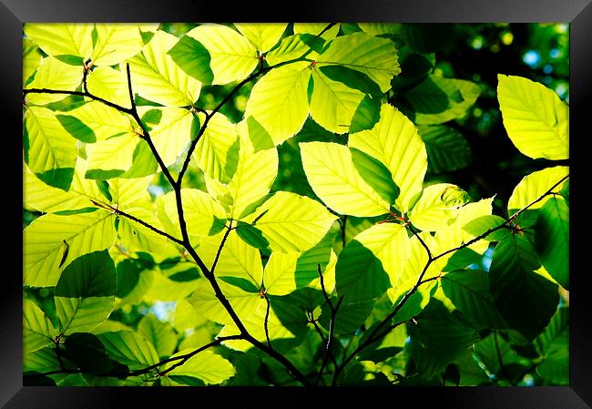Green Leaves Framed Print by Amy Lawson