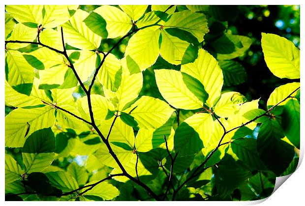 Green Leaves Print by Amy Lawson