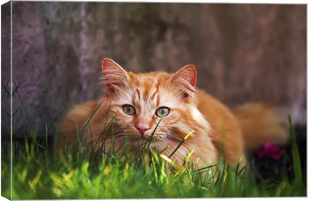 Ginger cat hiding in grass Canvas Print by Kelly Astley