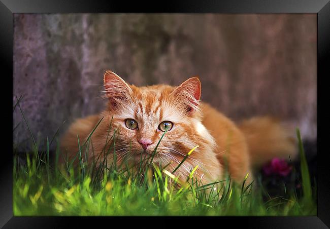 Ginger cat hiding in grass Framed Print by Kelly Astley