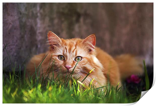 Ginger cat hiding in grass Print by Kelly Astley
