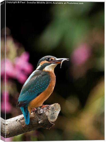 Kingfisher with Stickleback Canvas Print by Paul Scoullar