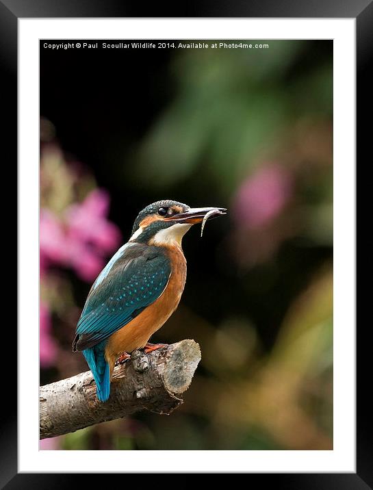 Kingfisher with Stickleback Framed Mounted Print by Paul Scoullar