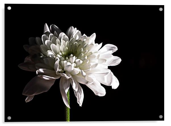 Chrysanthemum Acrylic by Steven Purcell