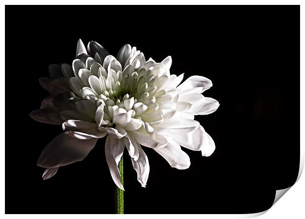 Chrysanthemum Print by Steven Purcell