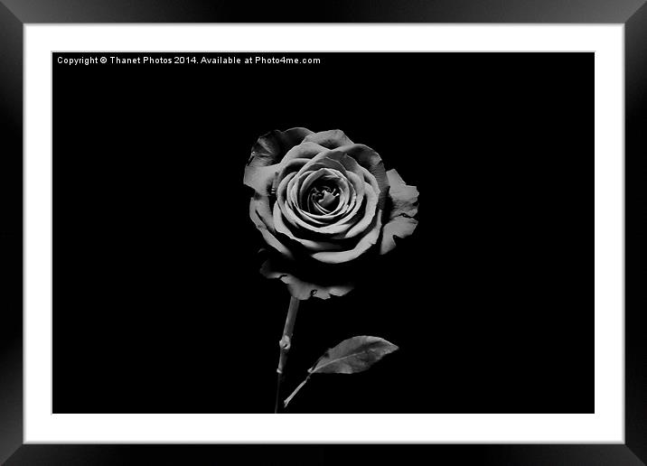 Solo mono Rose Framed Mounted Print by Thanet Photos
