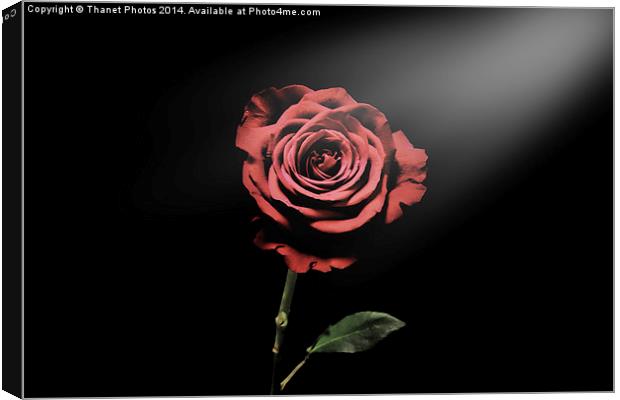 la vie en rose Canvas Print by Thanet Photos